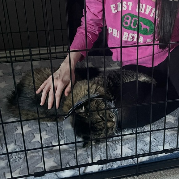 EUC Sorbet-by Doll Lulu’s Shift Dress in Lilac - Picture 9 of 14